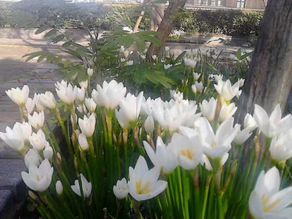 上海刑事案件大律師來講講拆遷戶以舉報開發商為手段索取巨額補償款是否犯罪