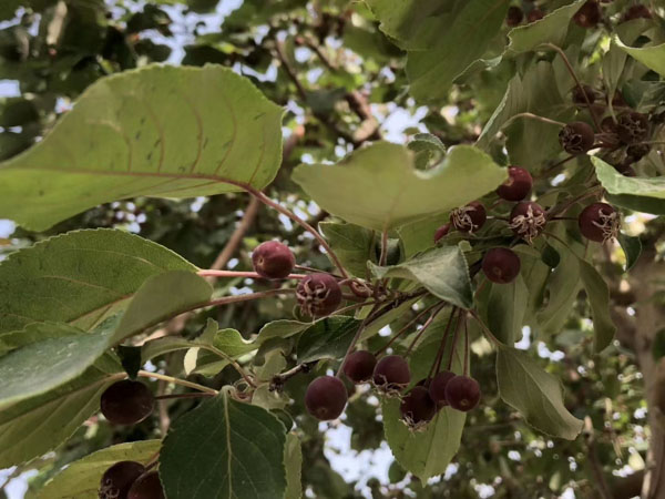 浦東刑事律師為您講解生產(chǎn)銷售假冒偽劣煙草產(chǎn)品的法律問題